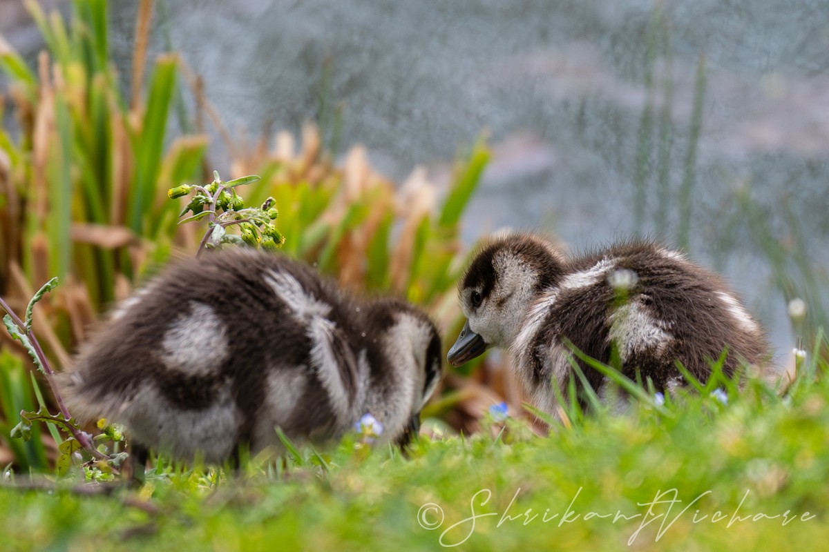 Egyptian Goose - Shrikant Vichare