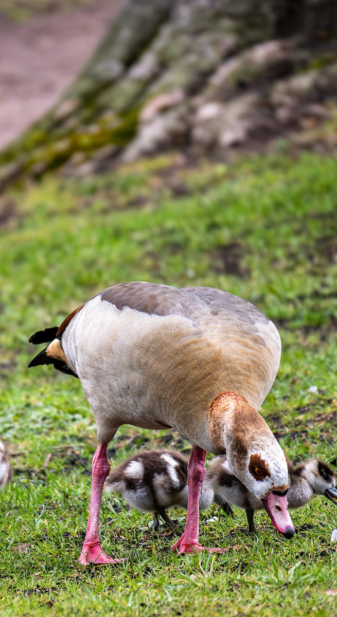 Egyptian Goose - ML616887138