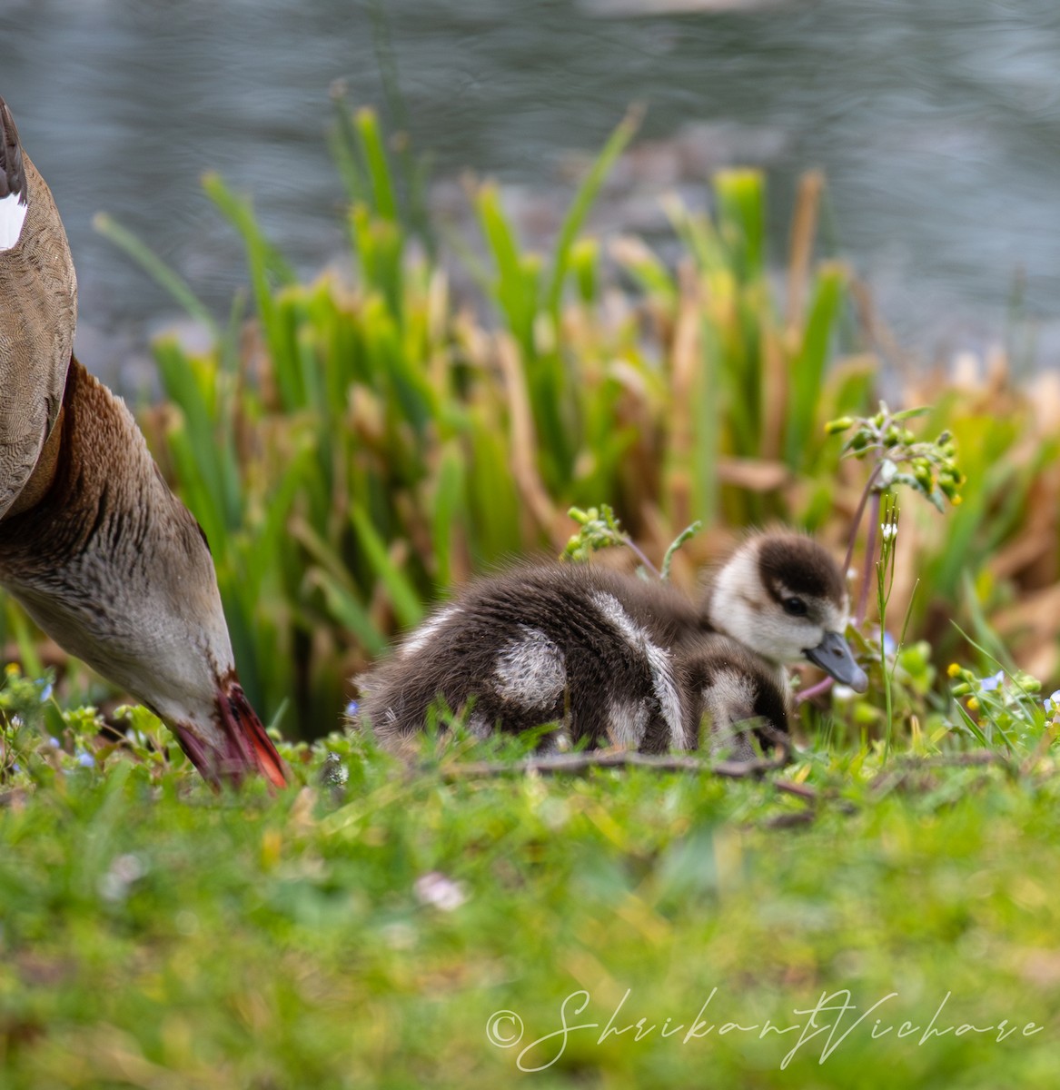 Egyptian Goose - ML616887139