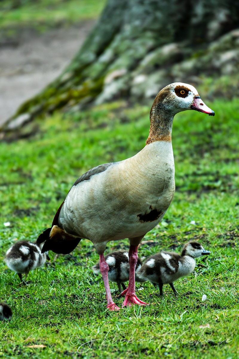 Egyptian Goose - ML616887140