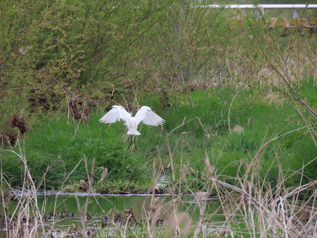 Little Egret - ML616887174