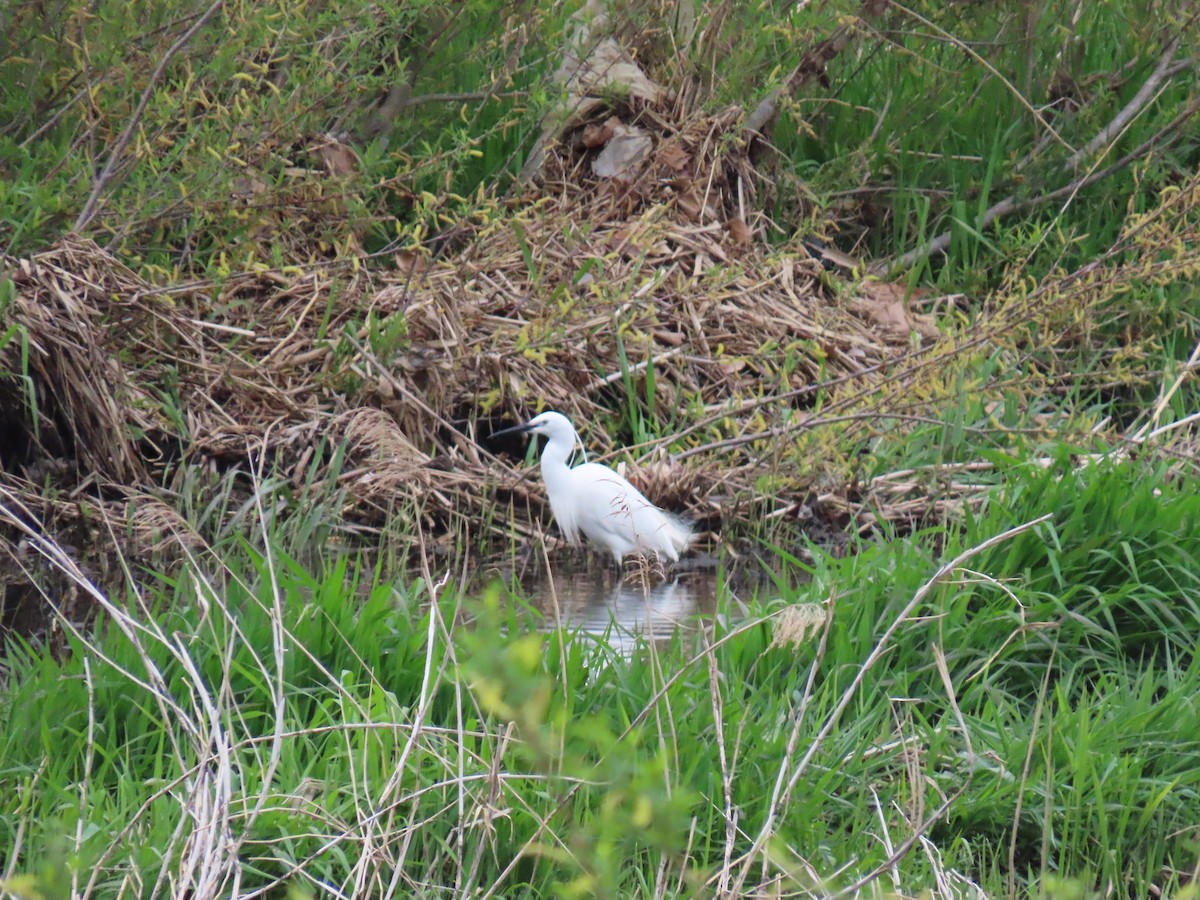 Little Egret - Jessie Stuebner