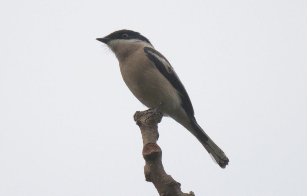 Bar-winged Flycatcher-shrike - ML616887264