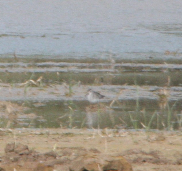 Wood Sandpiper - ML616887278