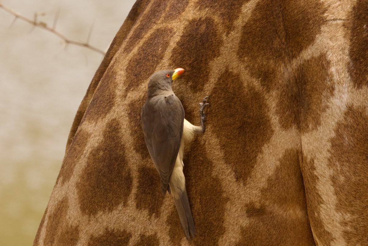 Yellow-billed Oxpecker - John Bruin