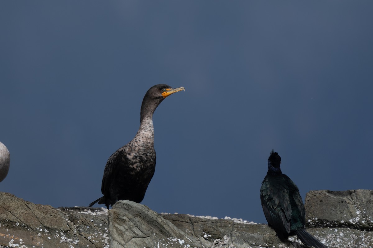 Double-crested Cormorant - Steve Heinl