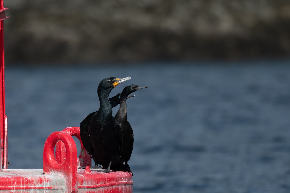 Double-crested Cormorant - Steve Heinl