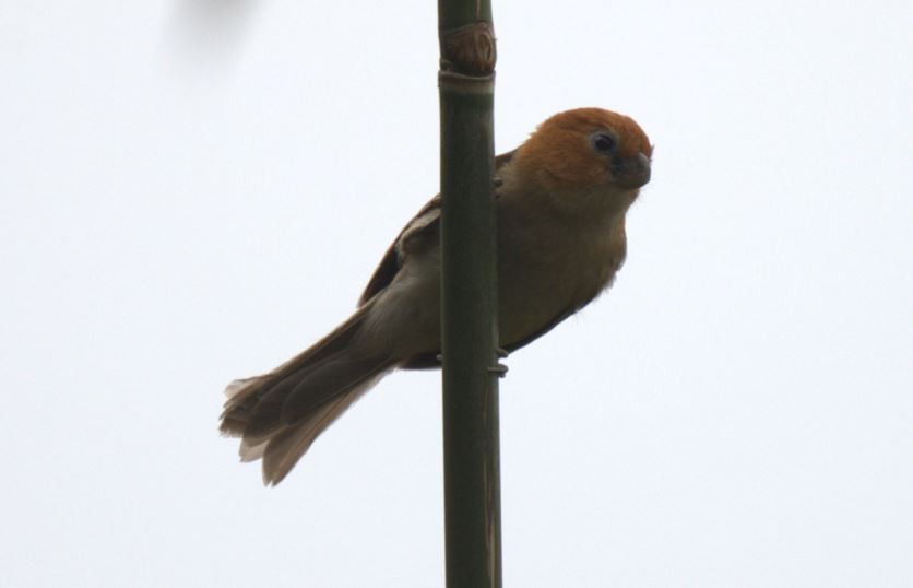 Rufous-headed Parrotbill - ML616887309