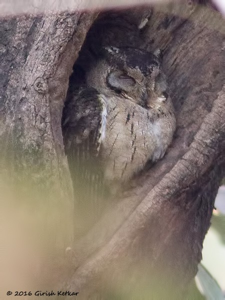 Indian Scops-Owl - ML616887319