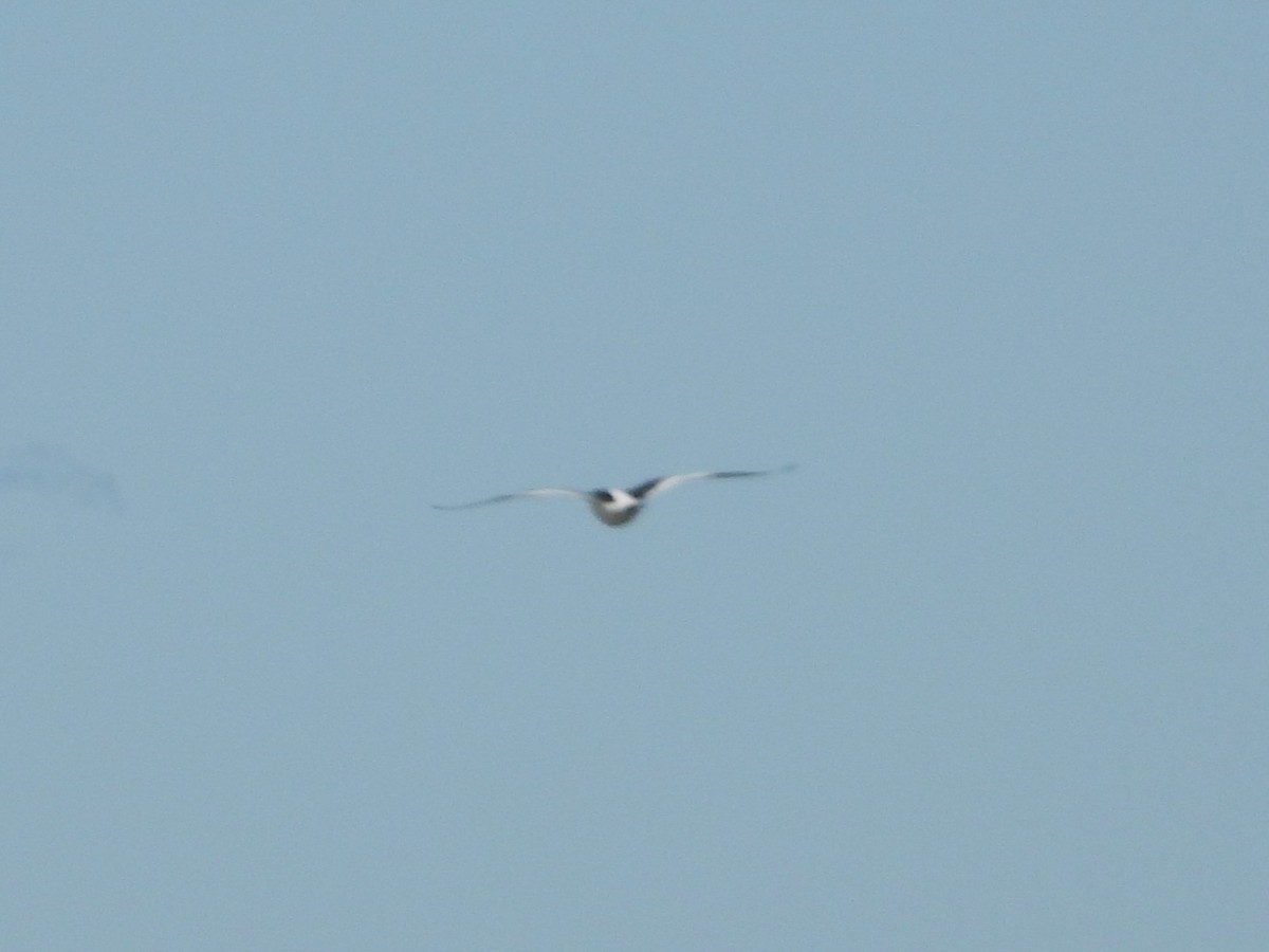 Eurasian Oystercatcher - ML616887322