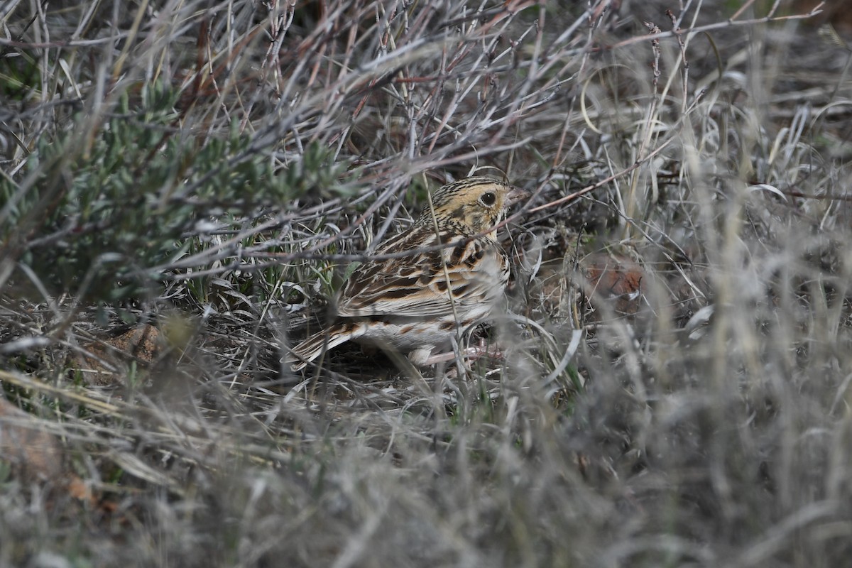 Baird's Sparrow - ML616887336