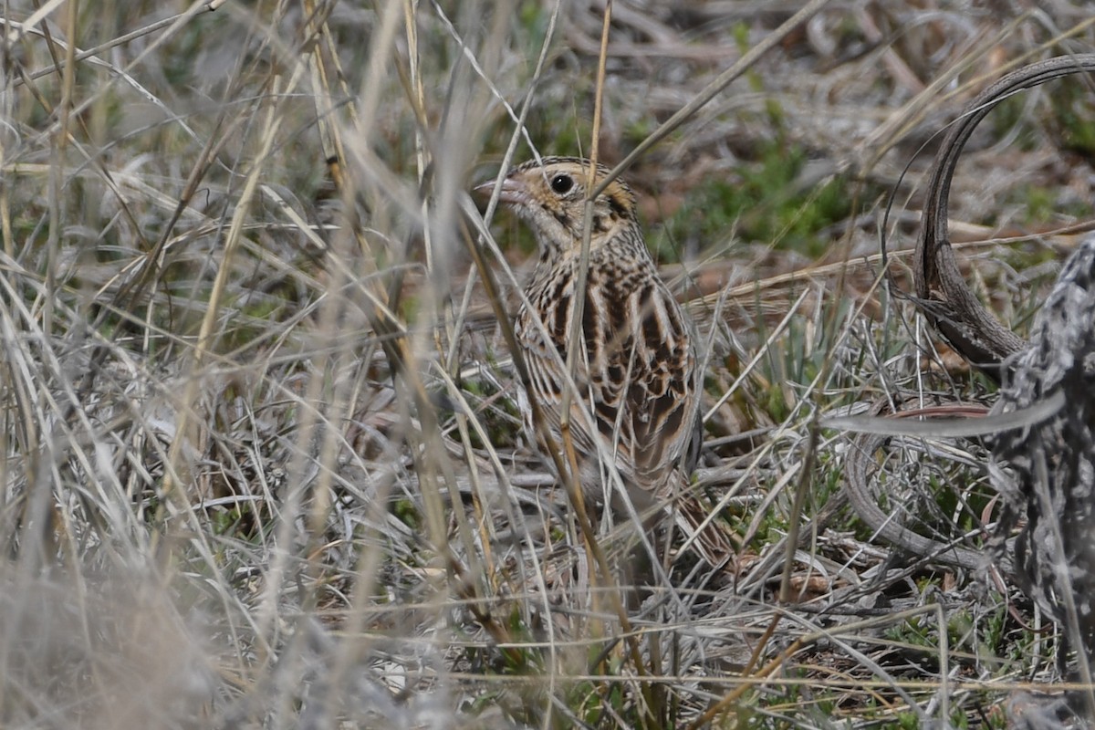 Baird's Sparrow - ML616887337