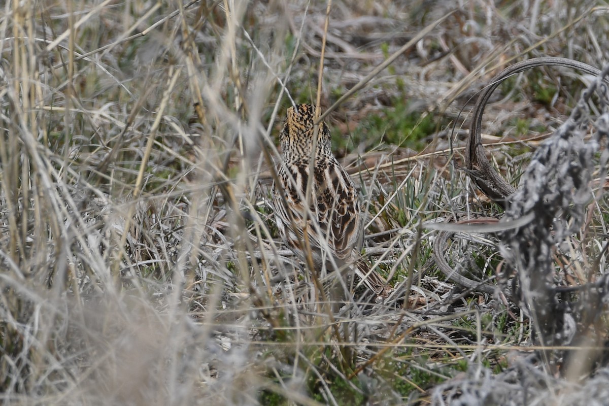 Baird's Sparrow - ML616887338