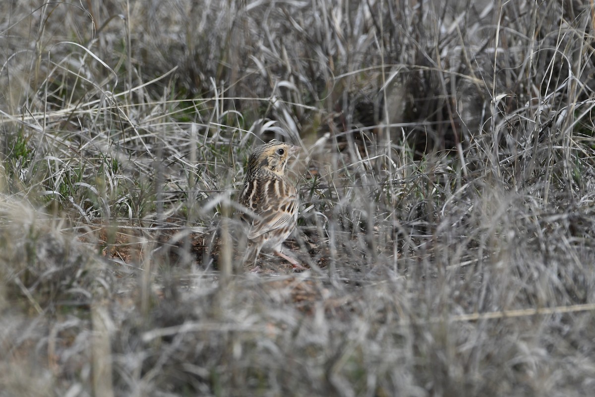 Baird's Sparrow - ML616887340