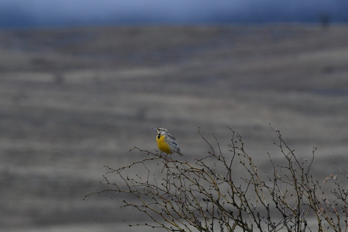 Chihuahuan Meadowlark - ML616887342