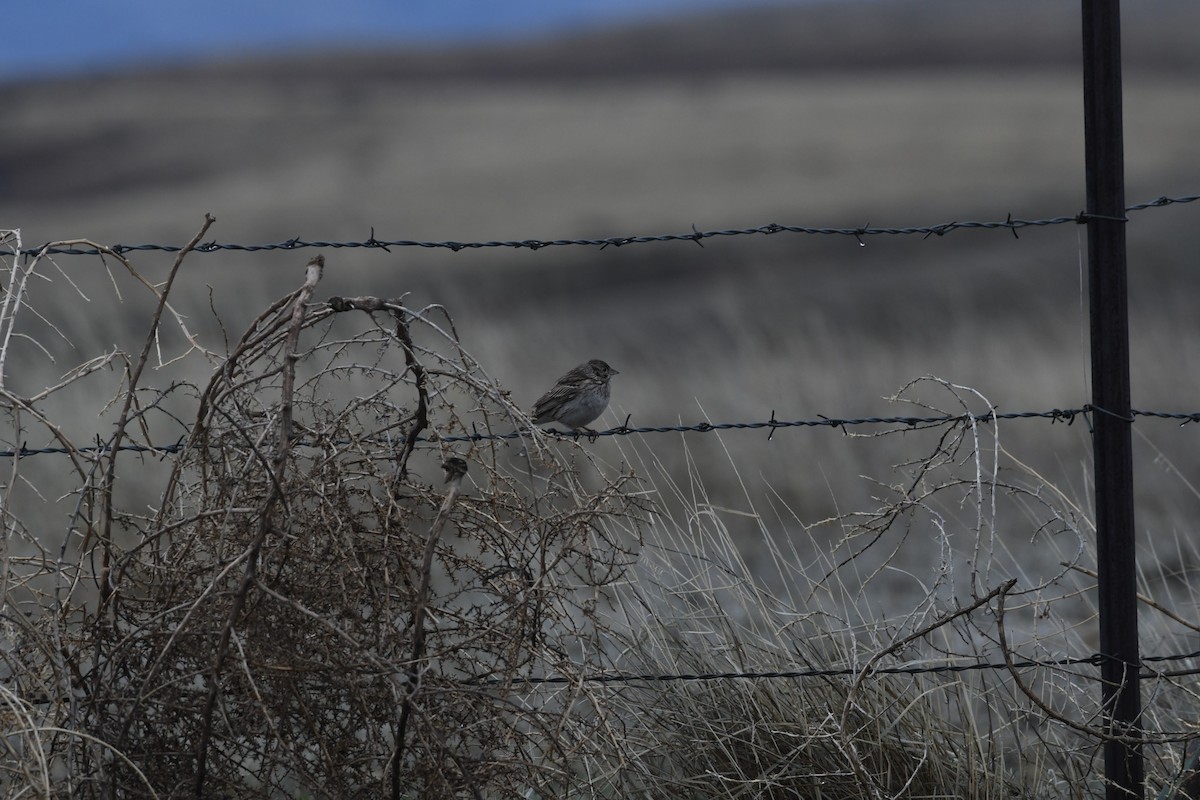 Vesper Sparrow - ML616887343