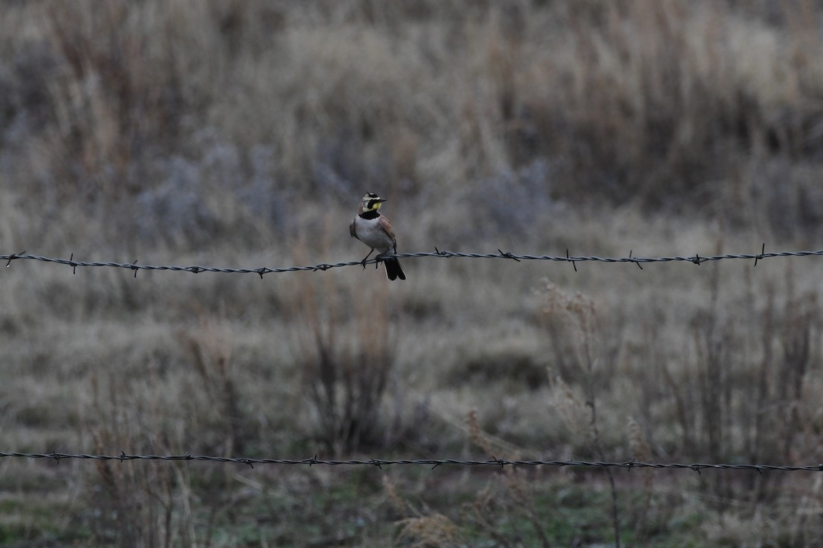 Horned Lark - ML616887346