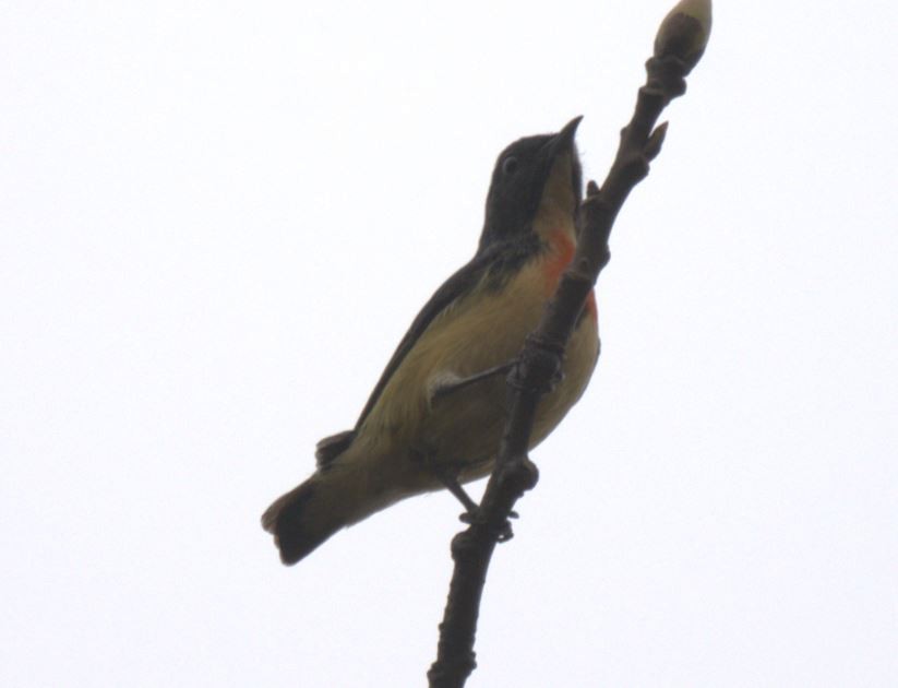 Fire-breasted Flowerpecker - ML616887356