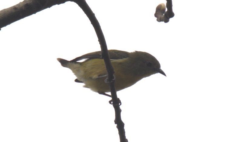 Fire-breasted Flowerpecker - ML616887392