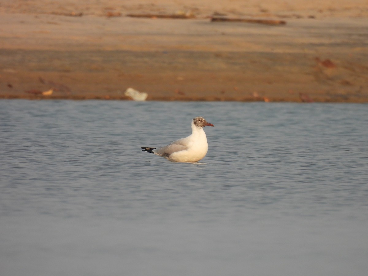 Brown-headed Gull - shyamkumar puravankara