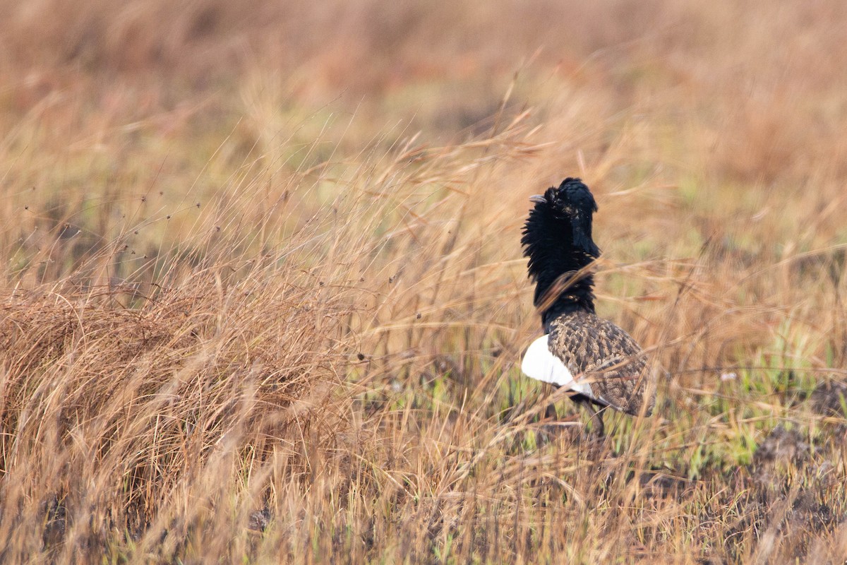 Bengal Florican - Khaleb Yordan