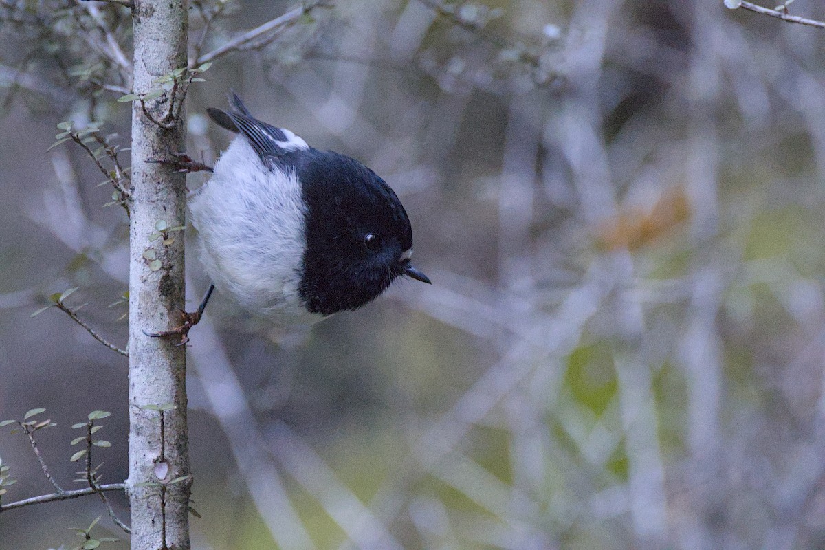 Tomtit - Christopher Tuffley