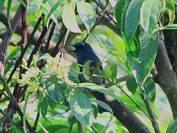 Pale Blue Flycatcher - ML616887651