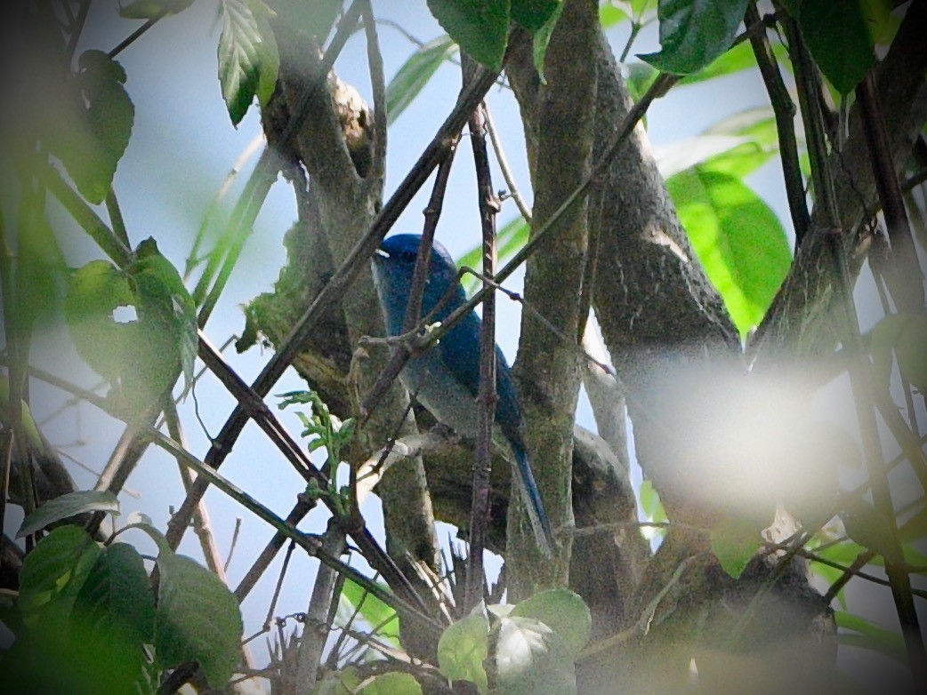 Pale Blue Flycatcher - ML616887652