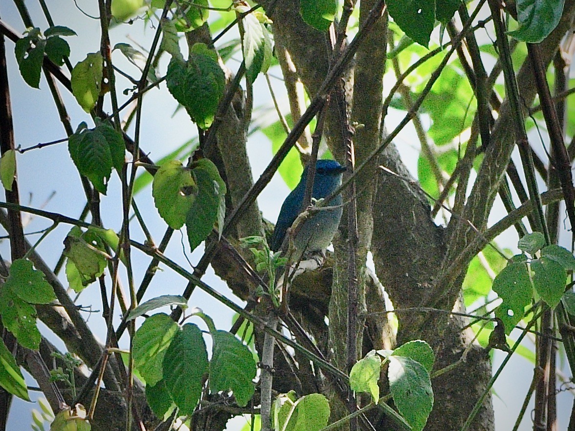 Pale Blue Flycatcher - ML616887654