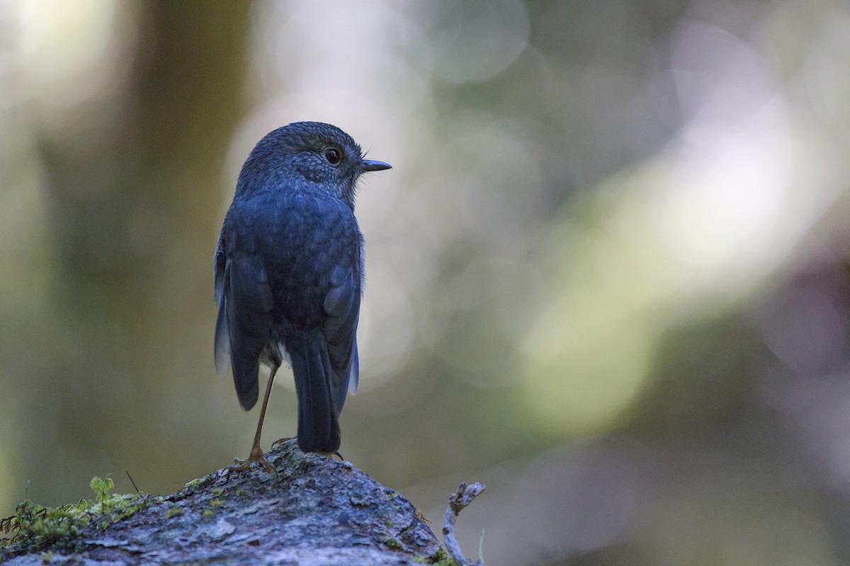 North Island Robin - Christopher Tuffley