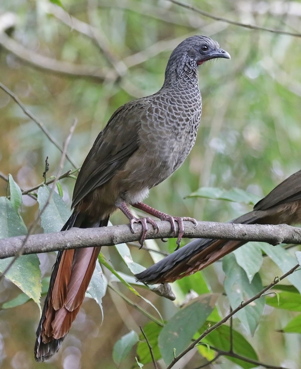 Chachalaca Colombiana - ML616887687