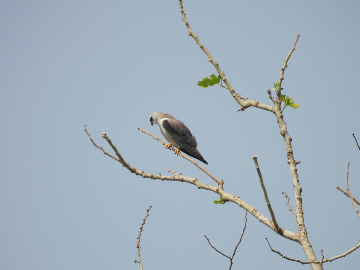 Black-winged Kite - ML616887692