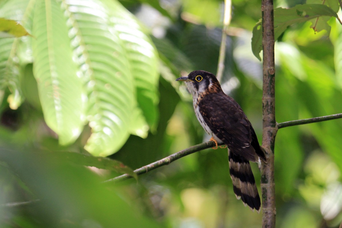 Moustached Hawk-Cuckoo - ML616887703