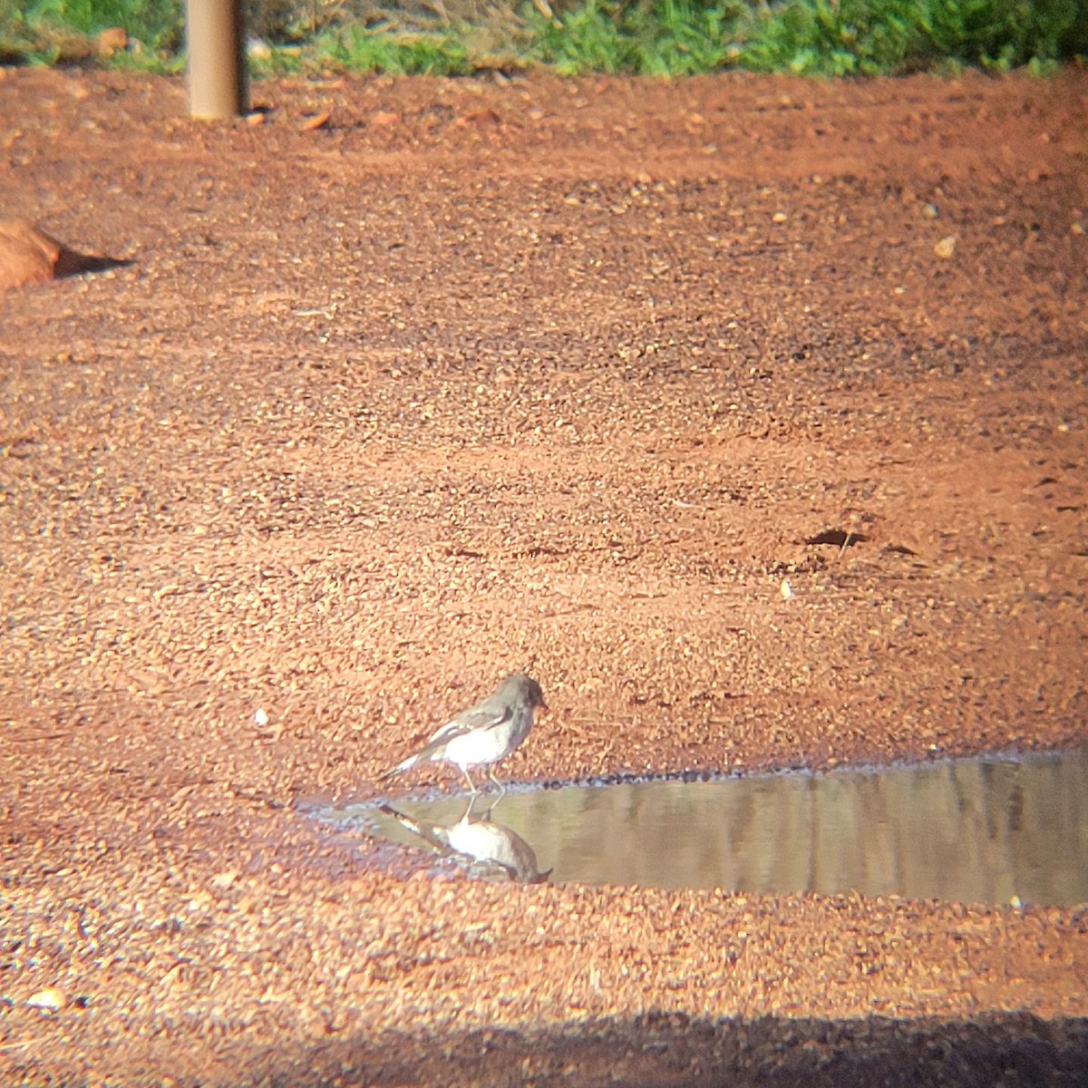 Hooded Robin - ML616887706