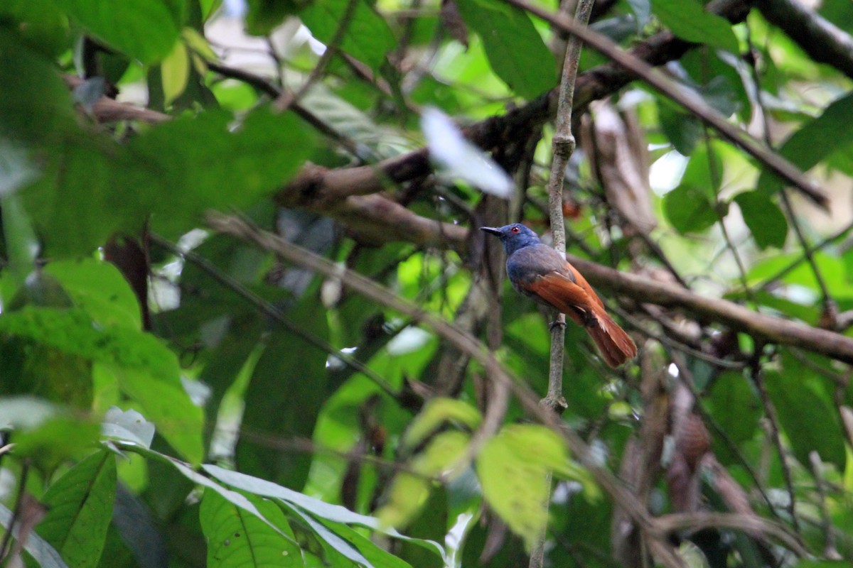 Rufous-winged Philentoma - ML616887711