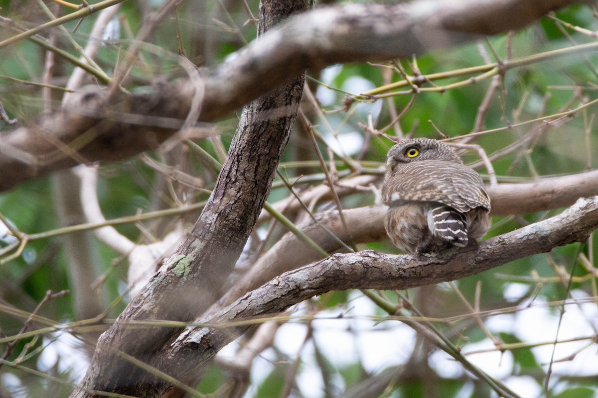 Asian Barred Owlet - ML616887774