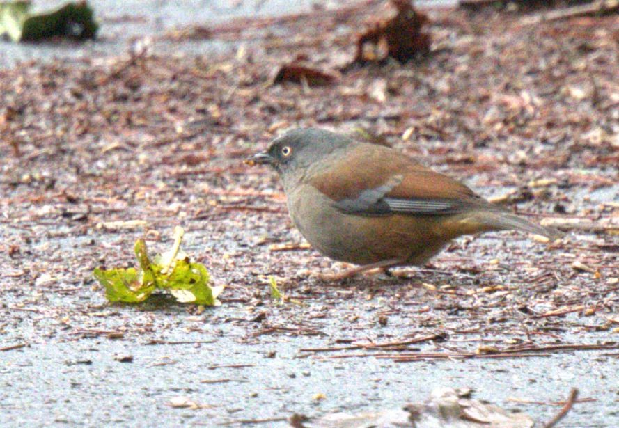 Maroon-backed Accentor - ML616887775