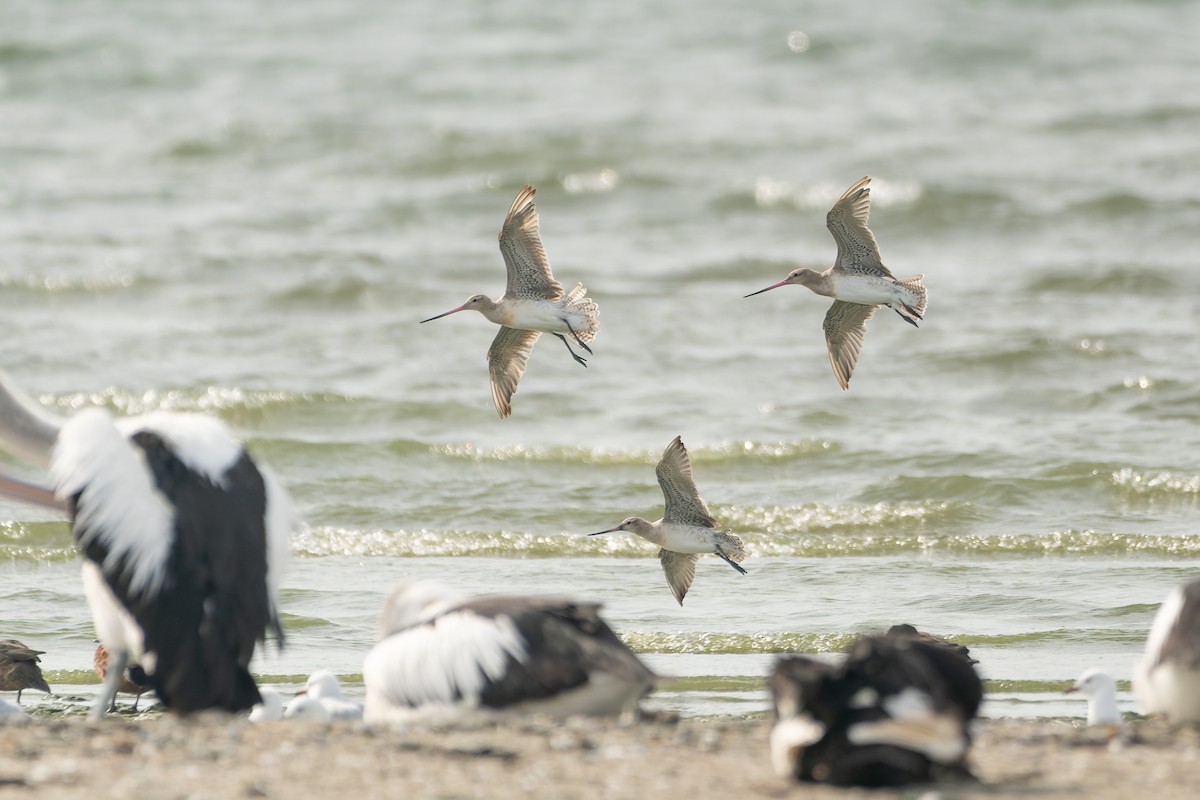 Bar-tailed Godwit (Siberian) - Ian Melbourne