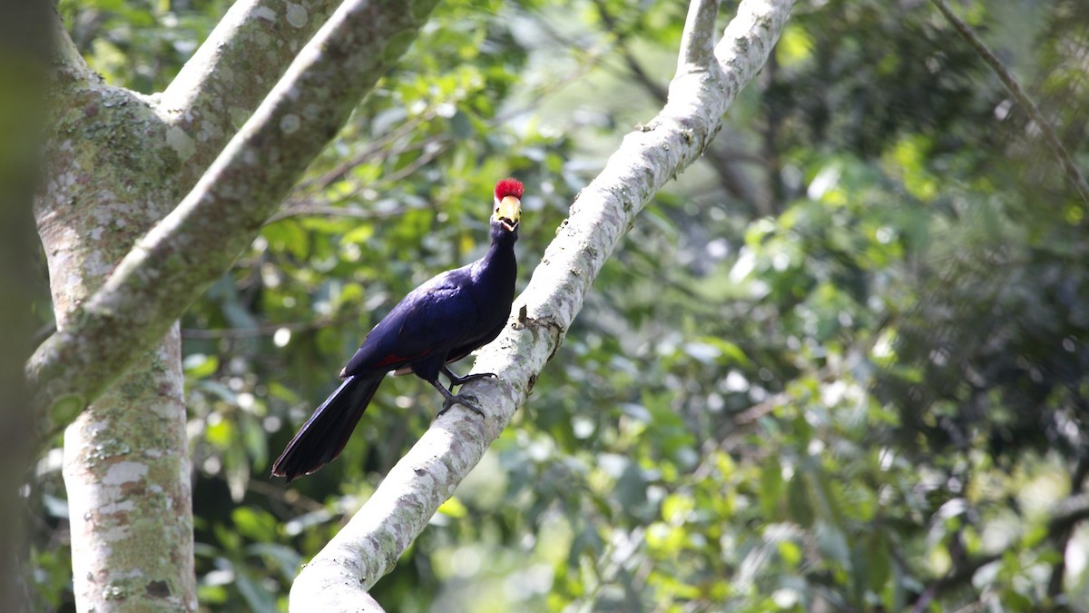 Ross's Turaco - ML616887797