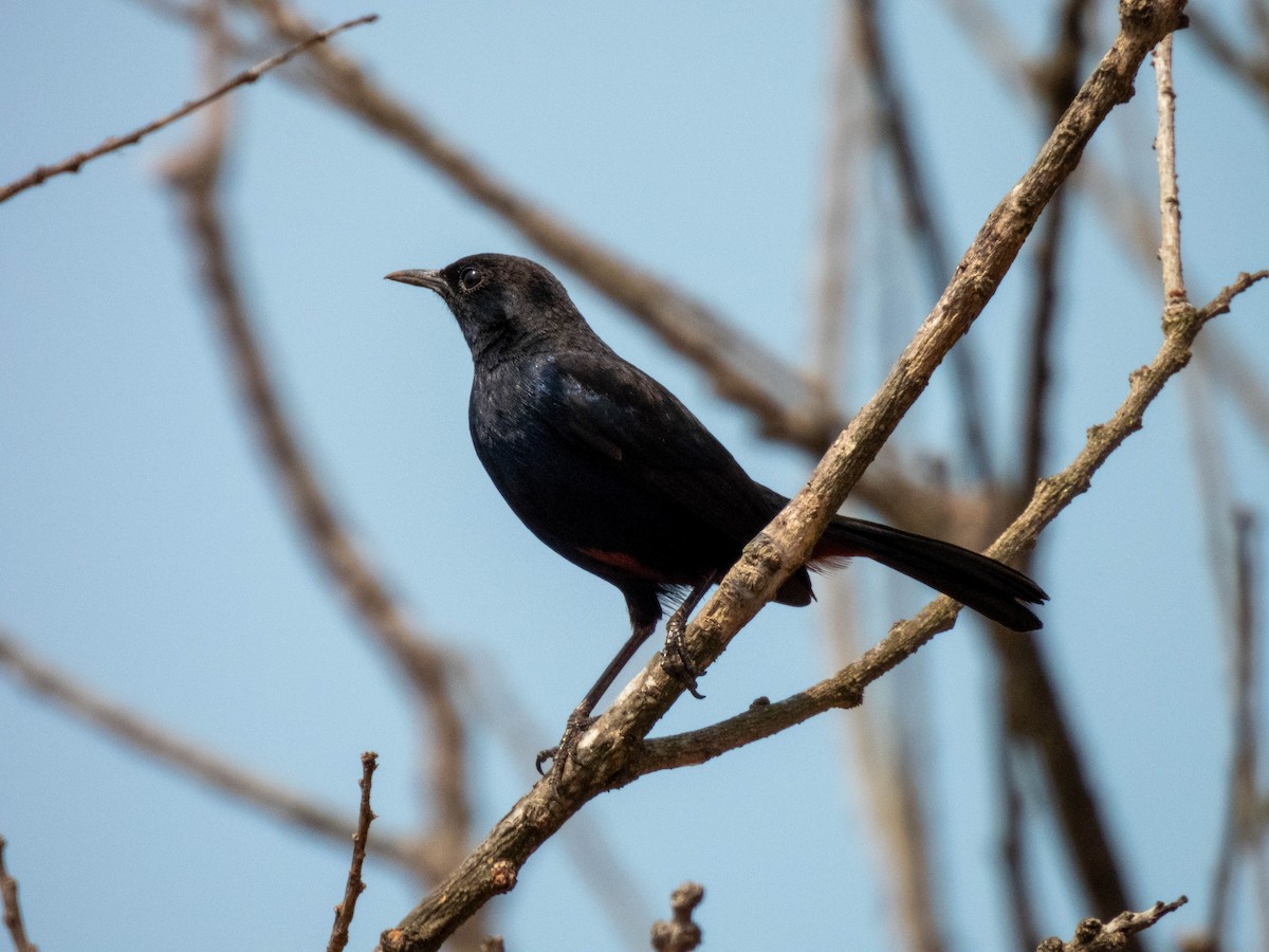 Indian Robin - ML616887799