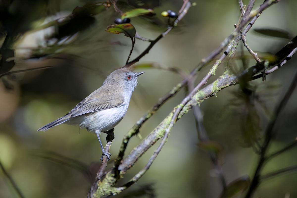 Gray Gerygone - Christopher Tuffley