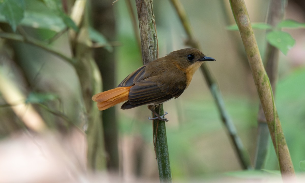 Palawan Flycatcher - ML616887868