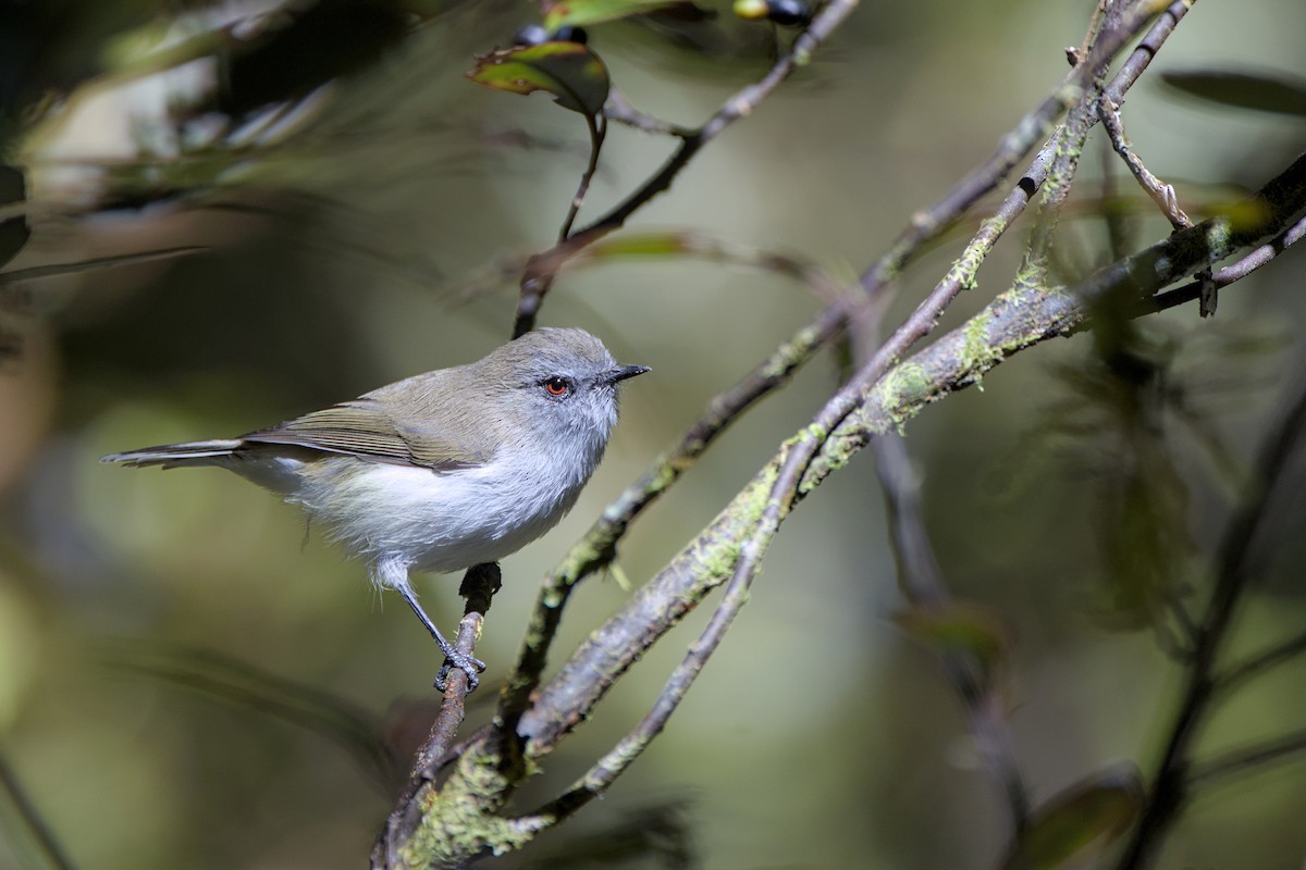 Gray Gerygone - Christopher Tuffley