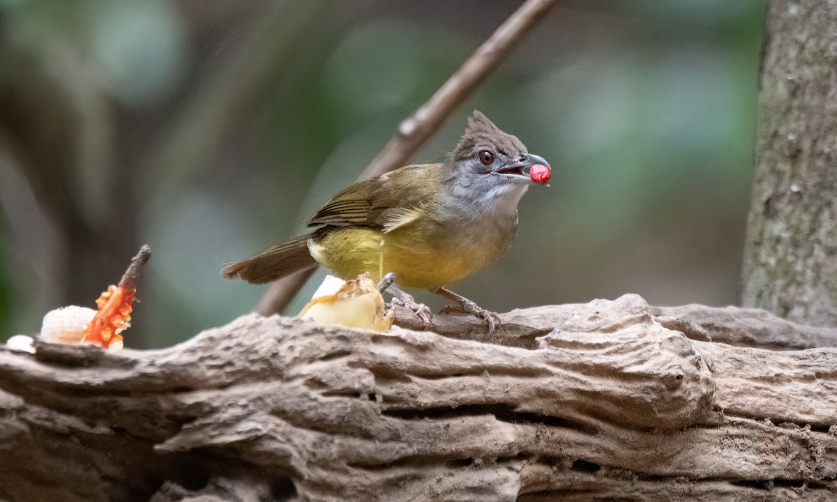 Gray-throated Bulbul - ML616887886