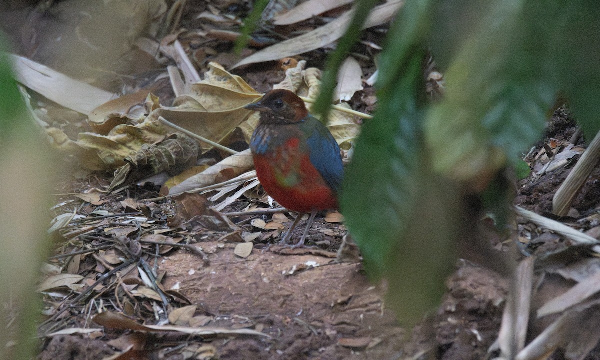 Philippine Pitta - Koren Mitchell