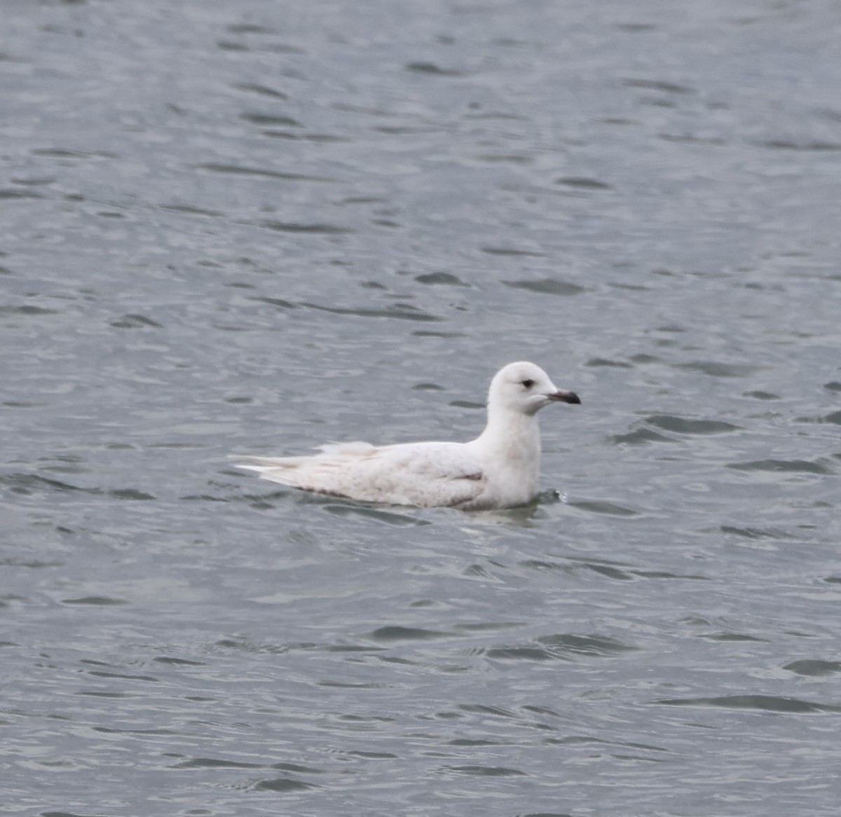 Gaviota Groenlandesa - ML616887906