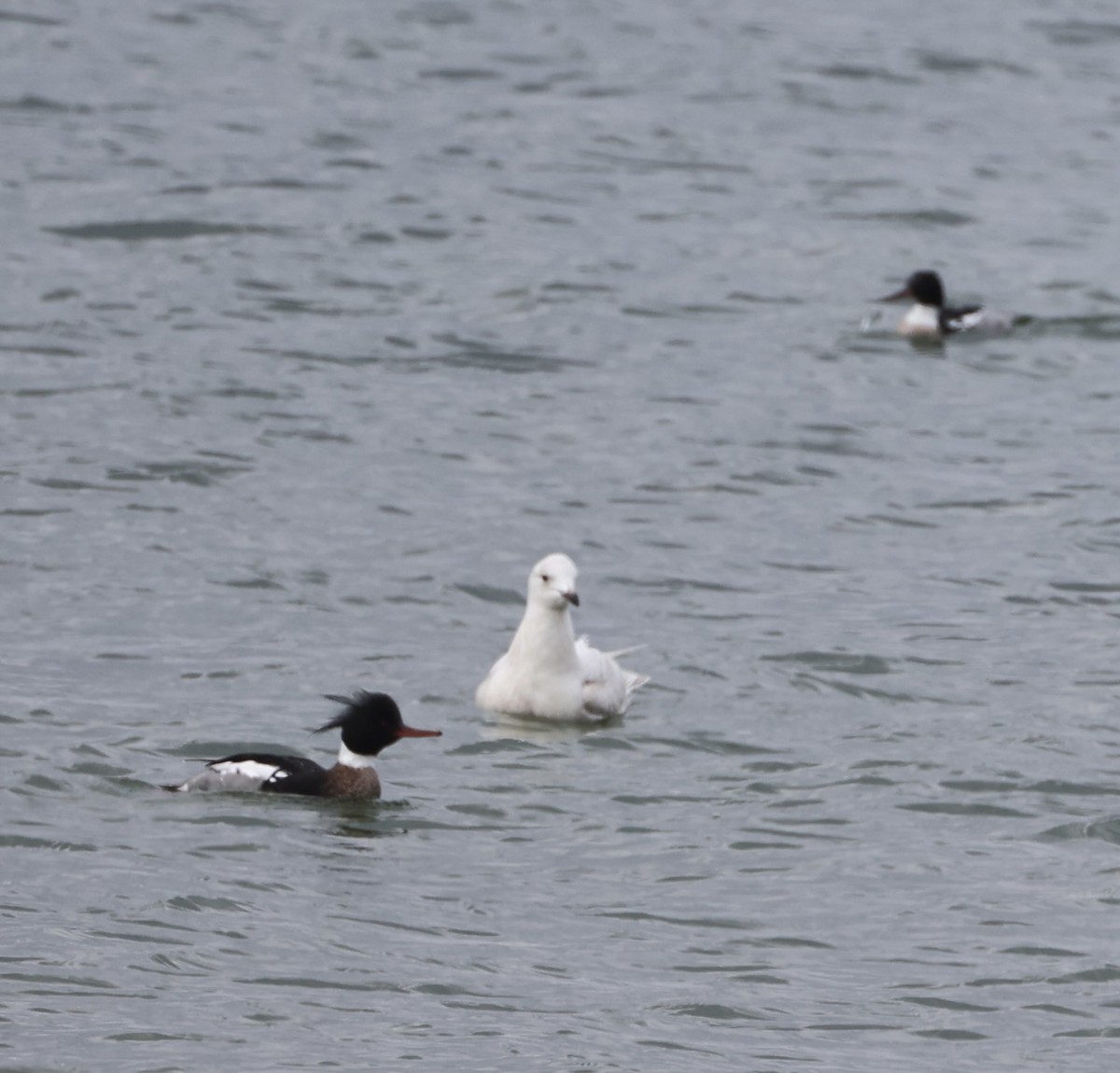 Gaviota Groenlandesa - ML616887909