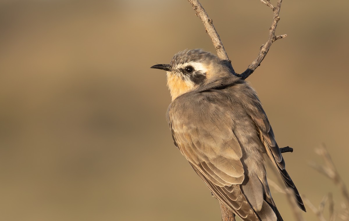 Black-eared Cuckoo - ML616887939