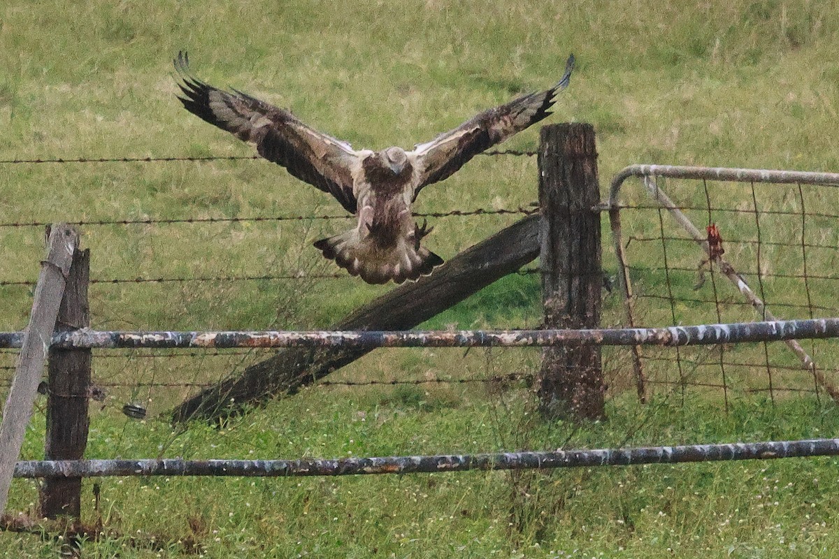 White-bellied Sea-Eagle - ML616887953