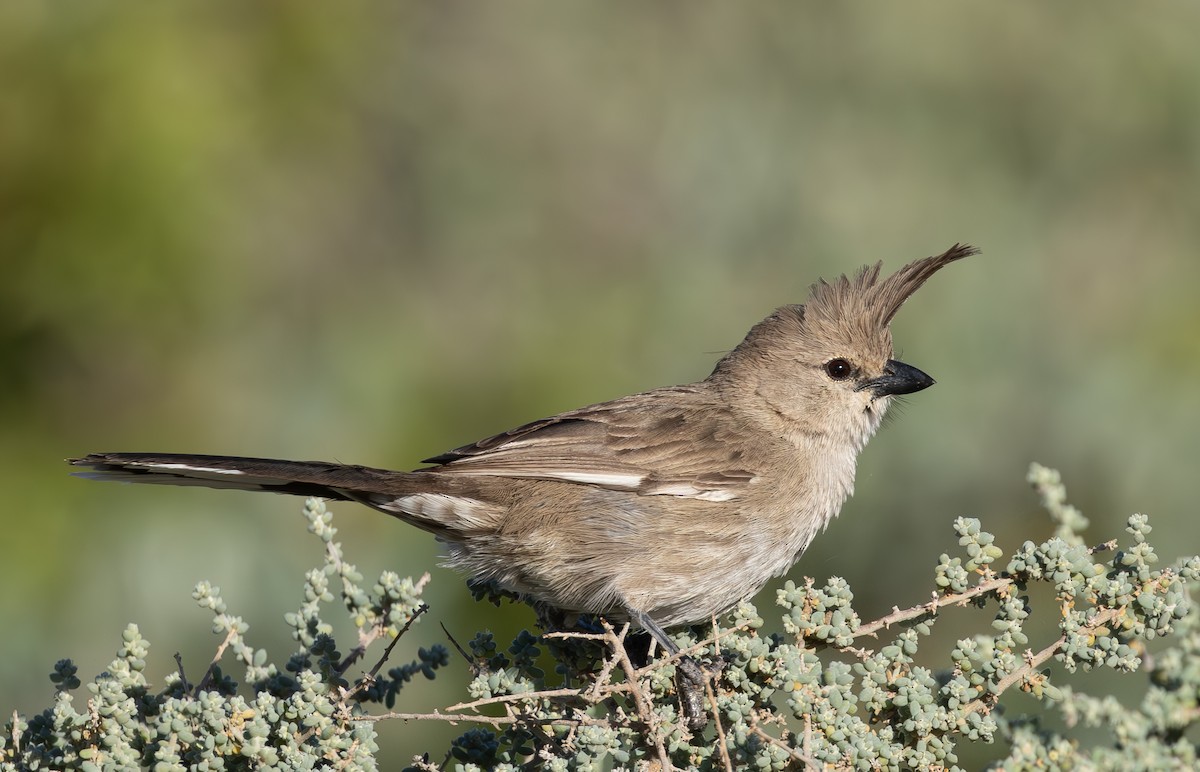 Chirruping Wedgebill - shorty w